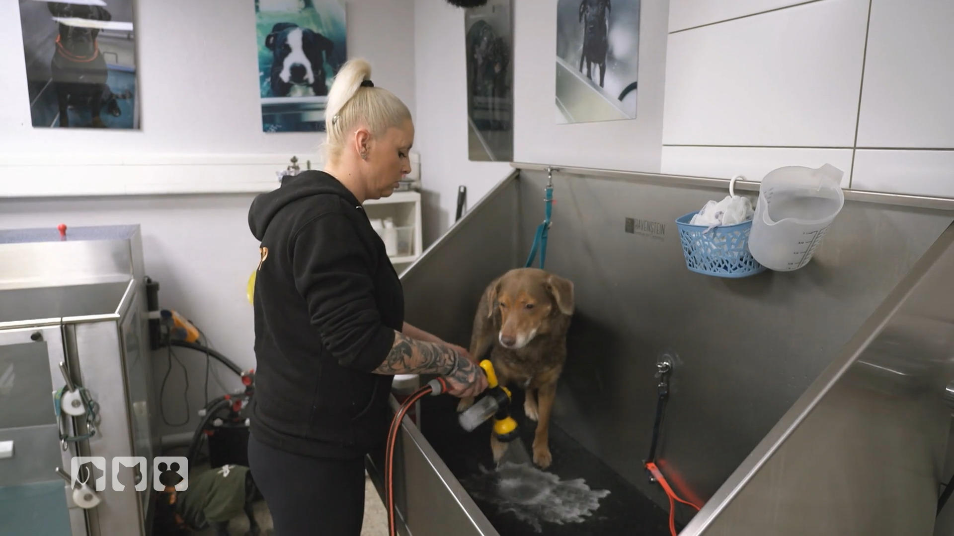 Pet Stop ist ein Salon für alle Felle