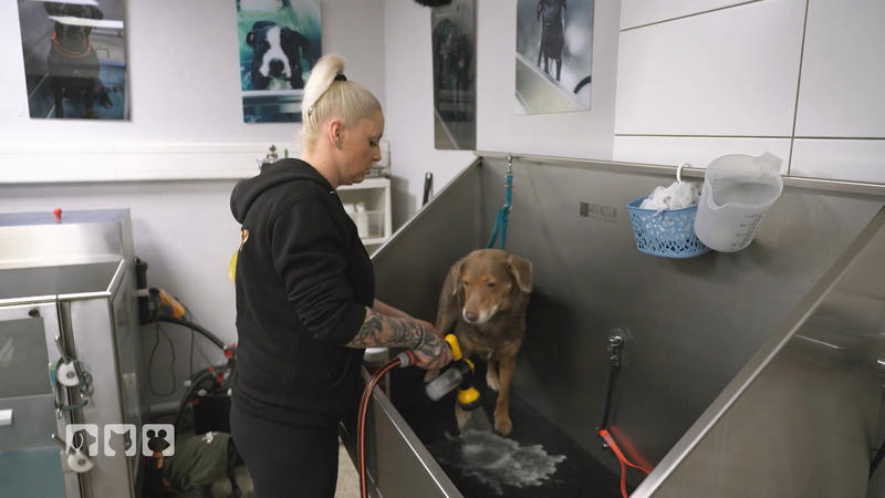 Pet Stop ist ein Salon für alle Felle