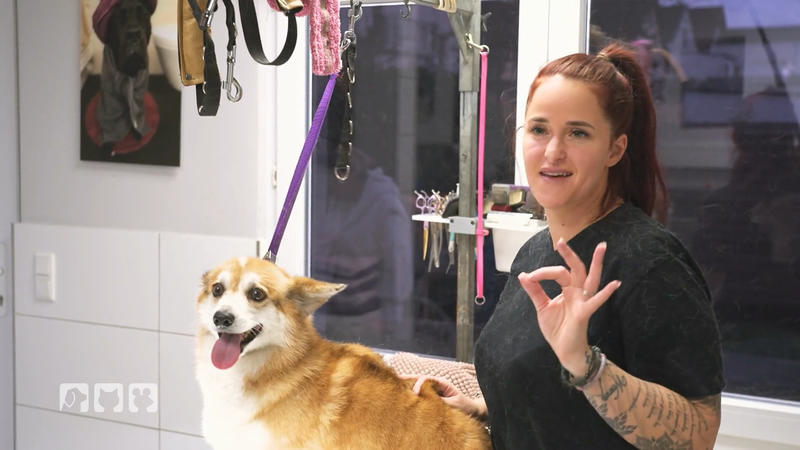 Wenn das Fell umherfliegt, sind Hundefriseure happy