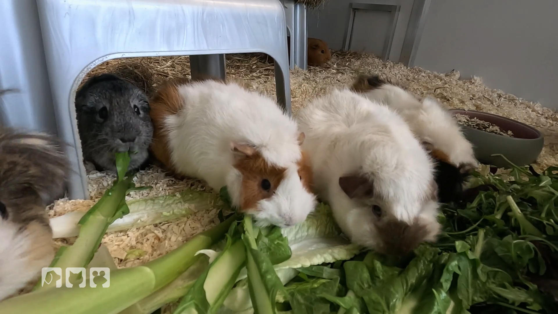 So haben Meerschweinchen ein langes Leben