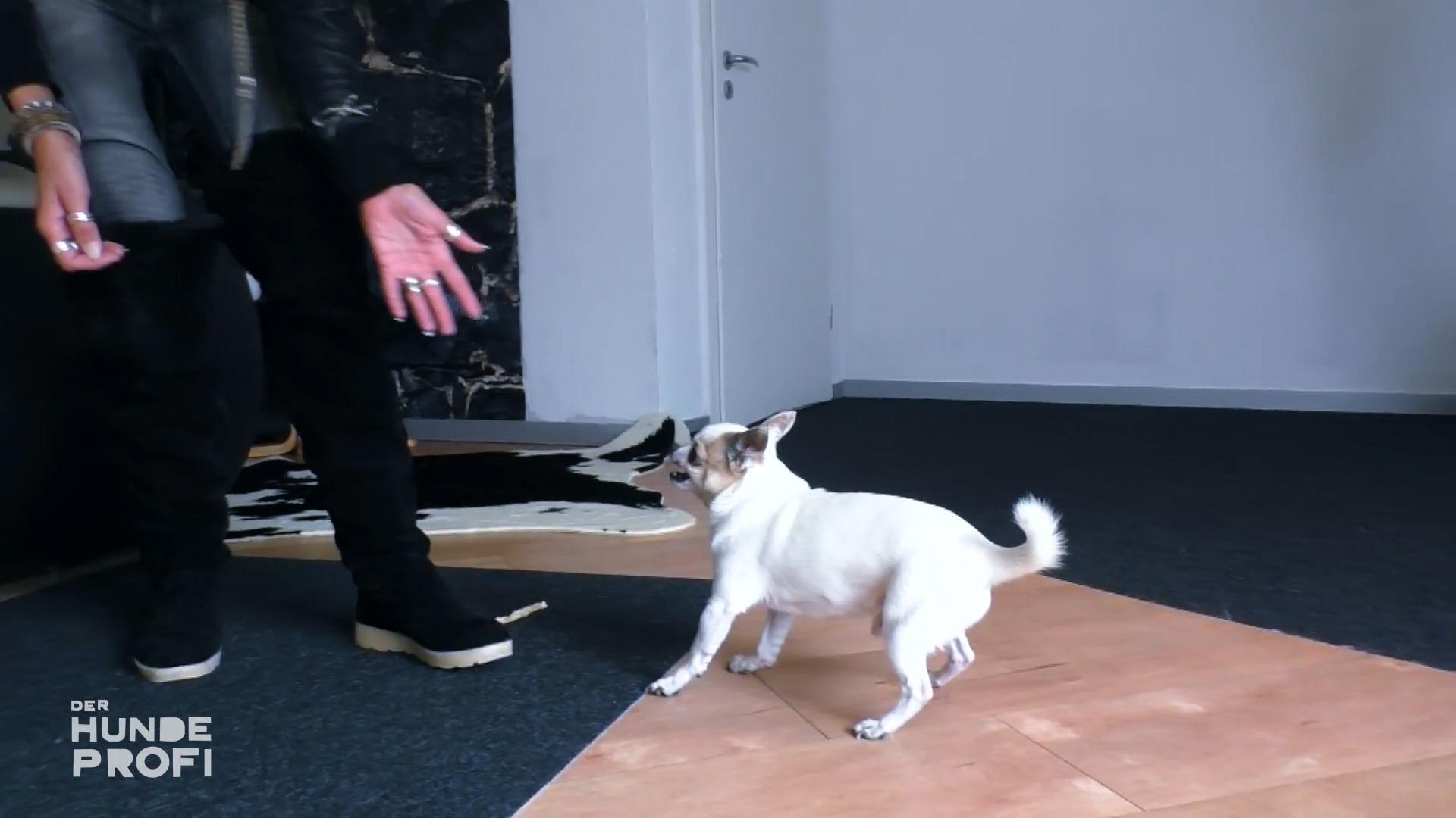 Bissige Chihuahuas und gestresste Australian Shepherds