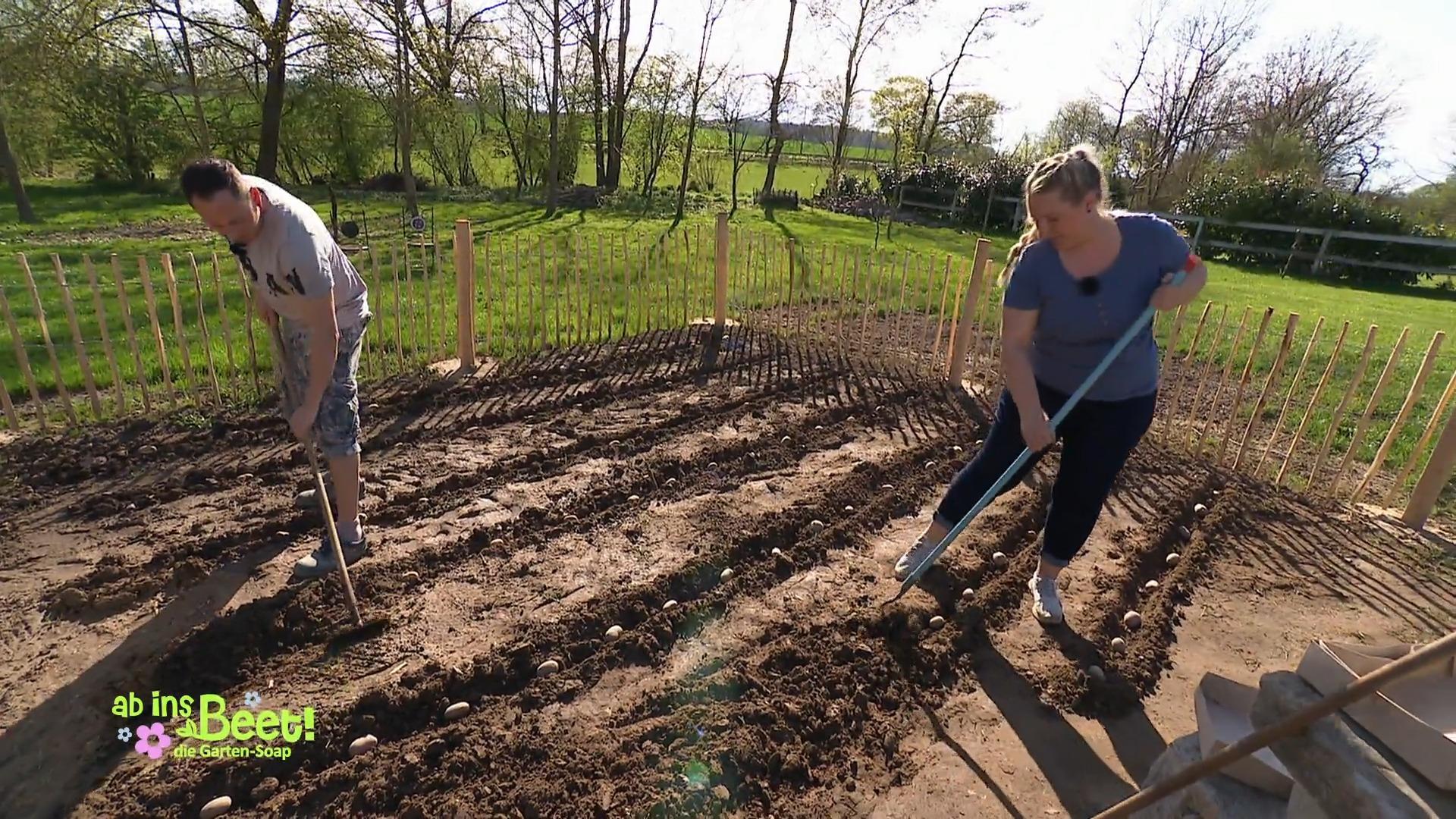 Enno und Katja pflanzen Kartoffeln