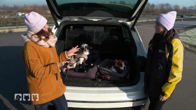 Anschnallsysteme für Hunde im Test