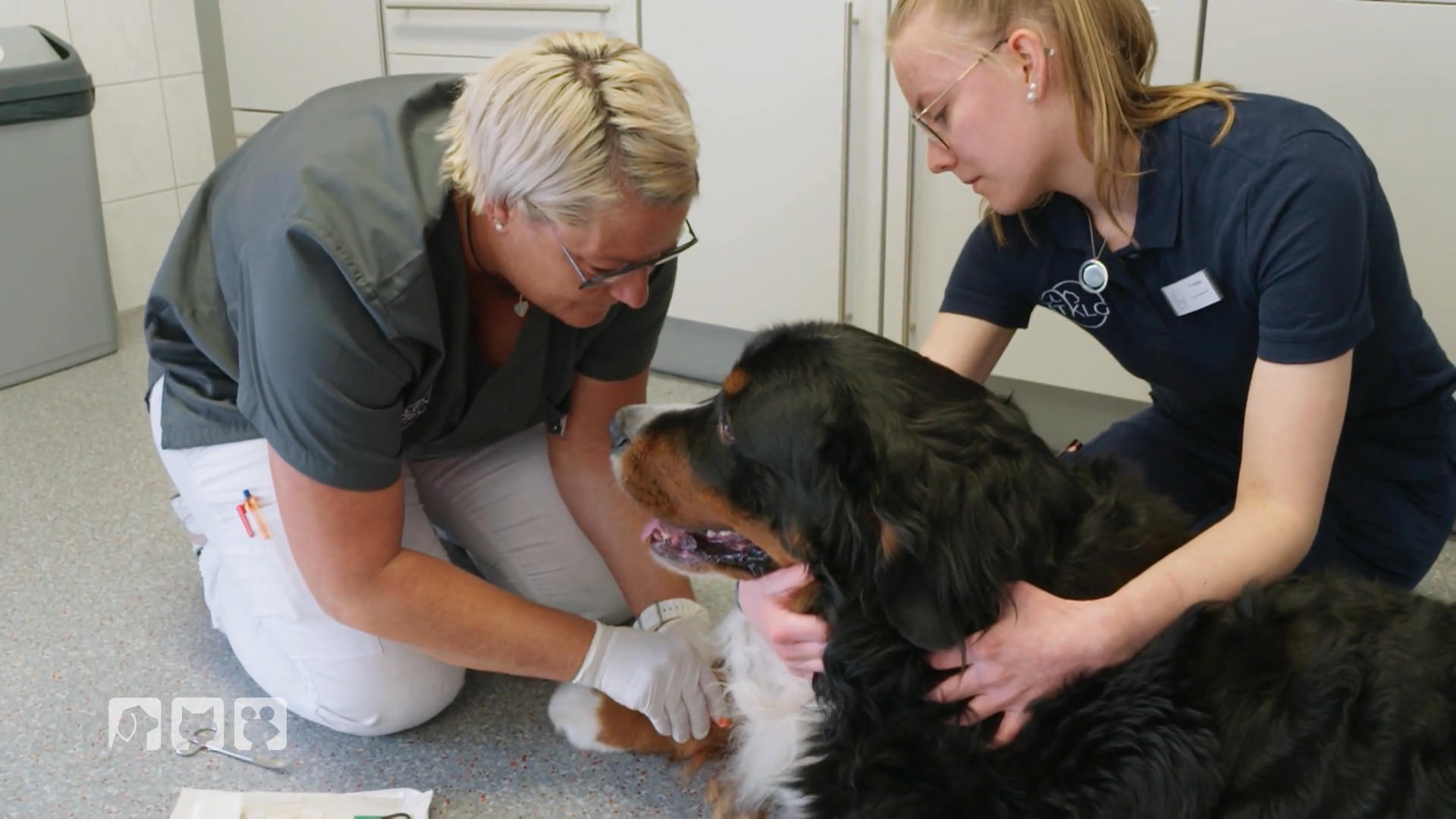 Blutabnahme bei Hunden