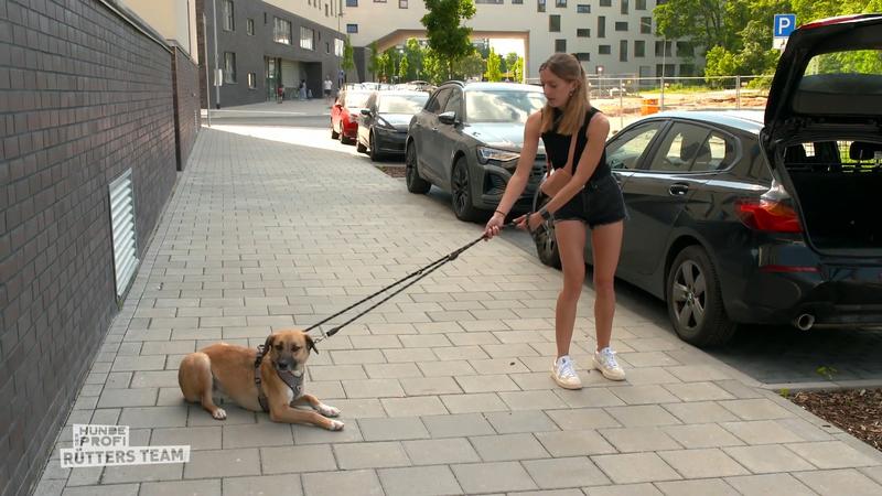 Kann Marcel Wunderlich Phyllis und ihrem Hund helfen?