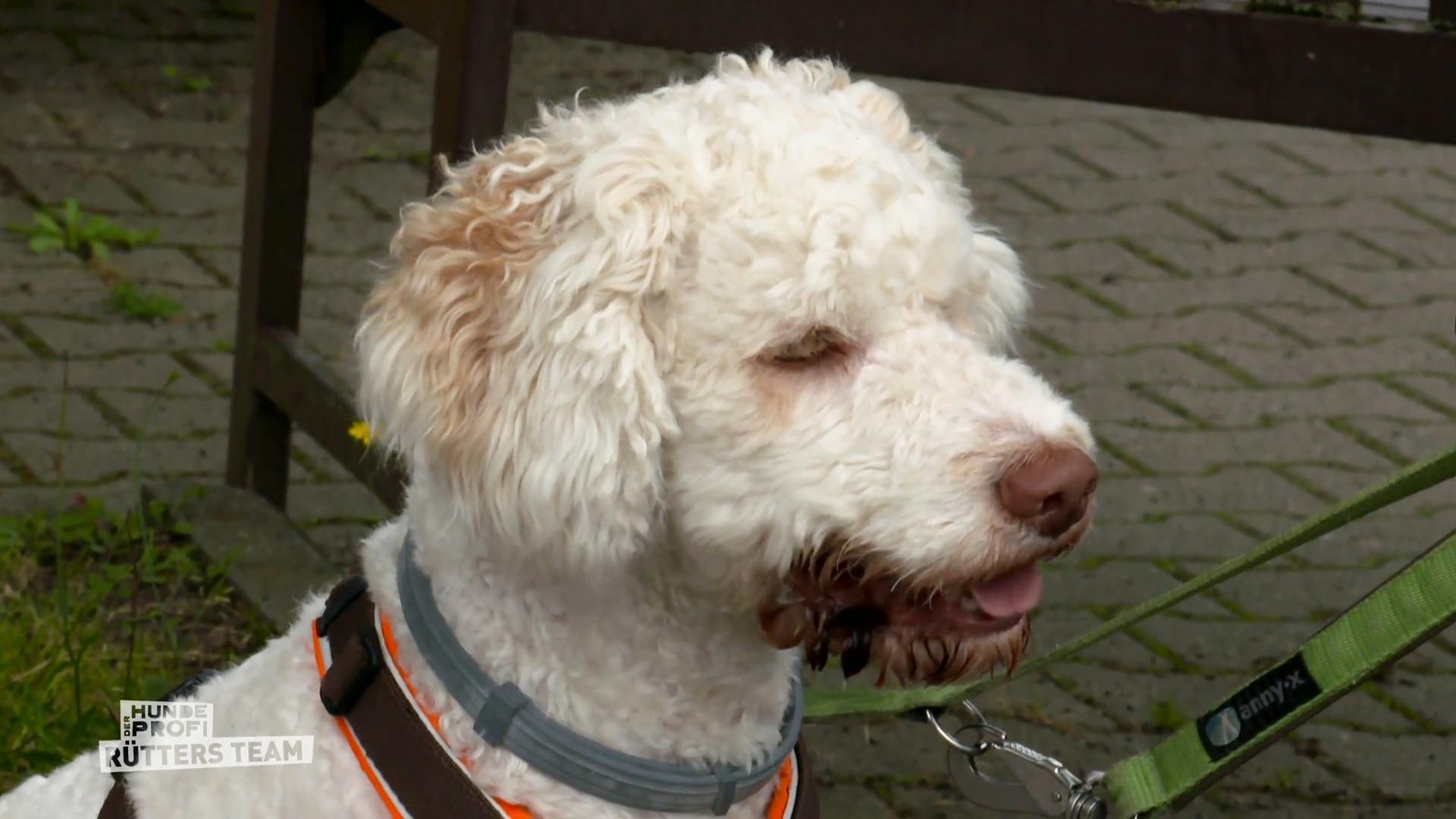 Lagotto Cooper klaut Essen und zieht an der Leine