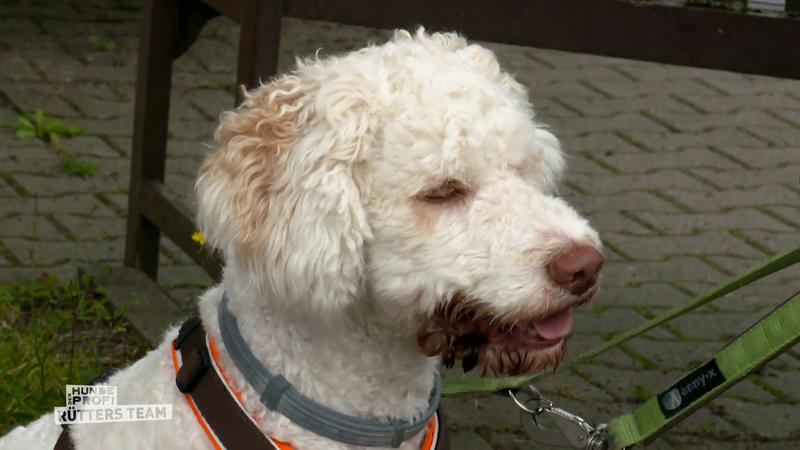 Lagotto Cooper klaut Essen und zieht an der Leine