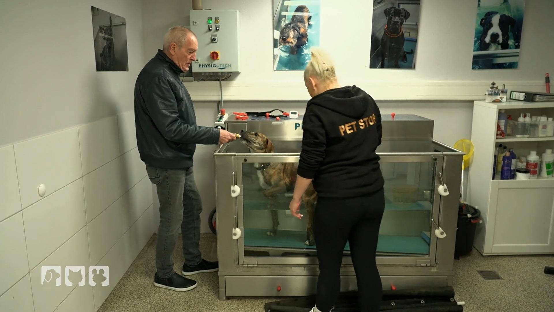 Wie der Wasserlauf im Hundesalon bei Arthrose hilft