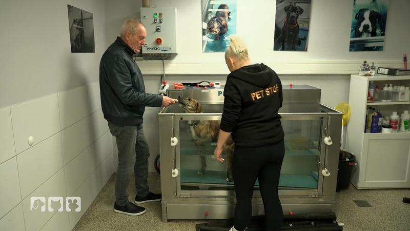 Wie der Wasserlauf im Hundesalon bei Arthrose hilft