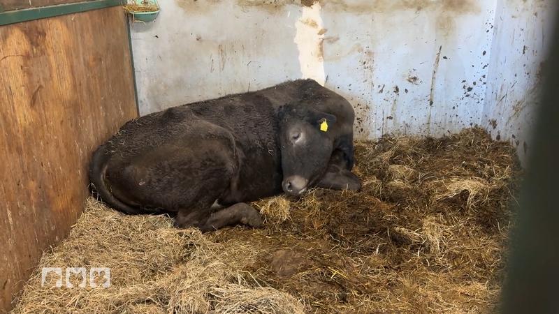 Kuh Hilde muss verladen werden