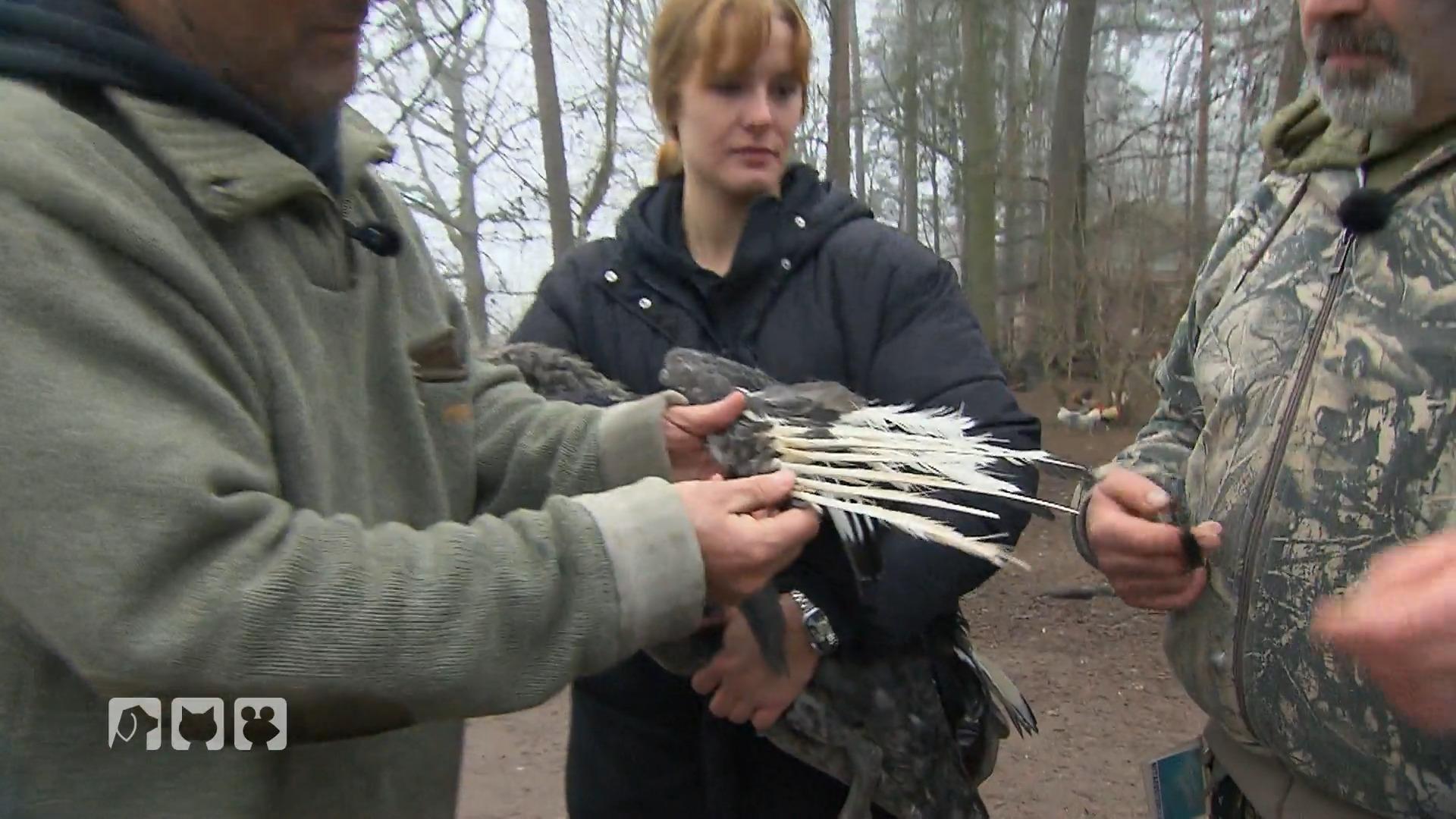 Doc Karbe behandelt Schwarzschwan mit Kippflügel