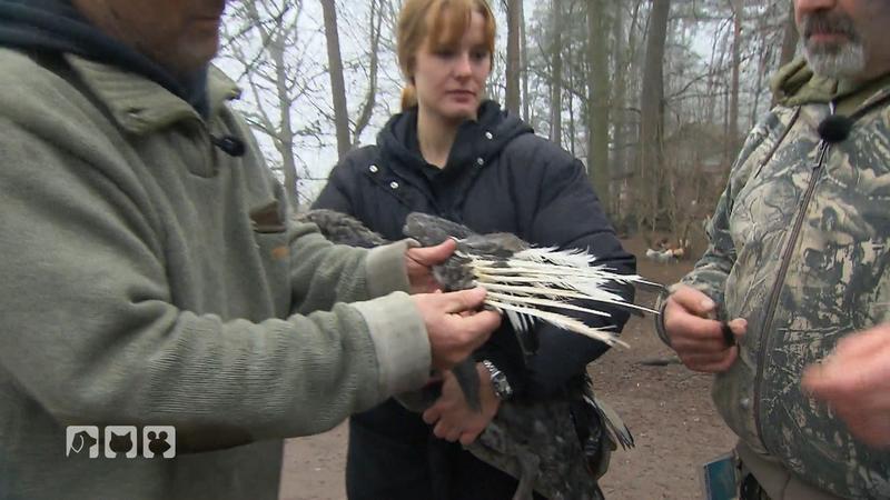Doc Karbe behandelt Schwarzschwan mit Kippflügel