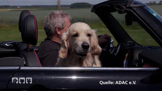 Hunde-Anschnallsysteme im Crash-Test