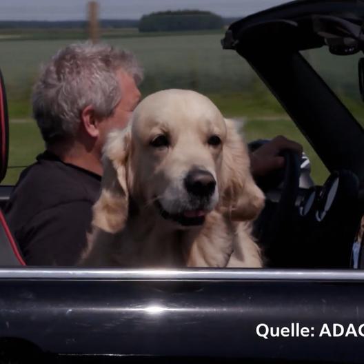 Der Hund ist der treue Begleiter des Menschen - auch im Auto!