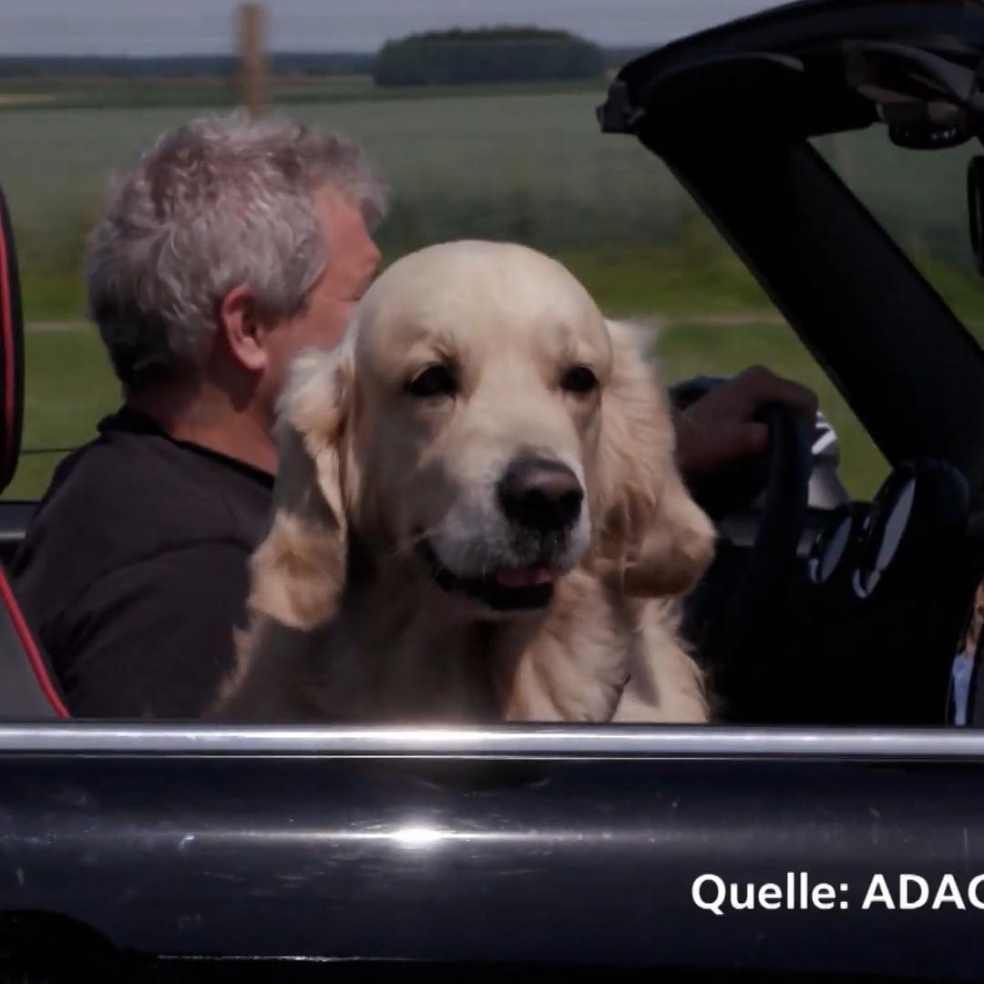 Kate nimmt Hunde-Sicherheitsgurte unter die Lupe