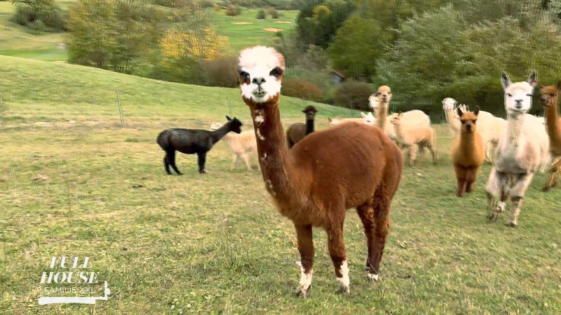 Eigenheim, Grundstück und jetzt: Alpaka-Ranch