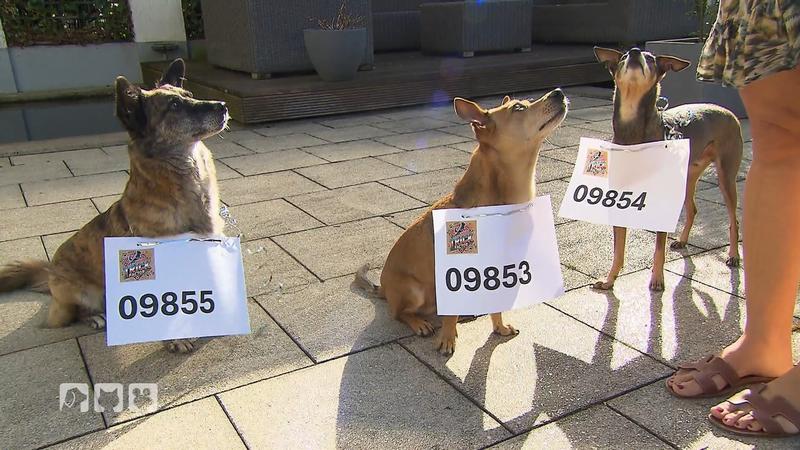 Wer wird Deutschlands nächster "Trick Dog"?