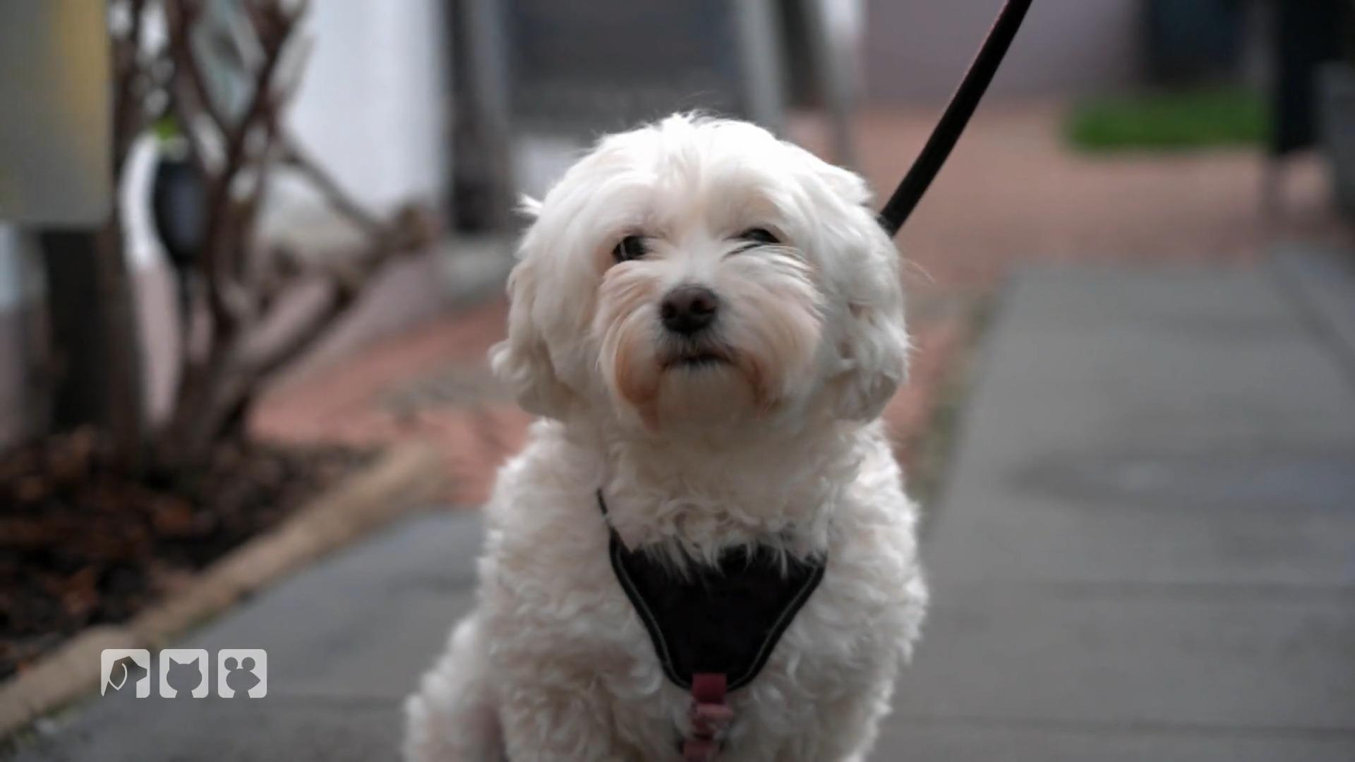 Genaue Vorstellungen für Hundefriseurin Sonja
