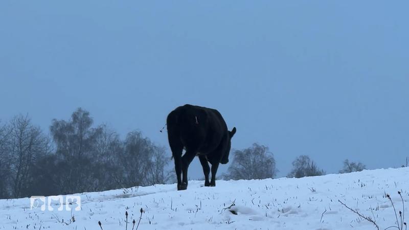 Die entflohene Kuh sollte geschlachtet werden
