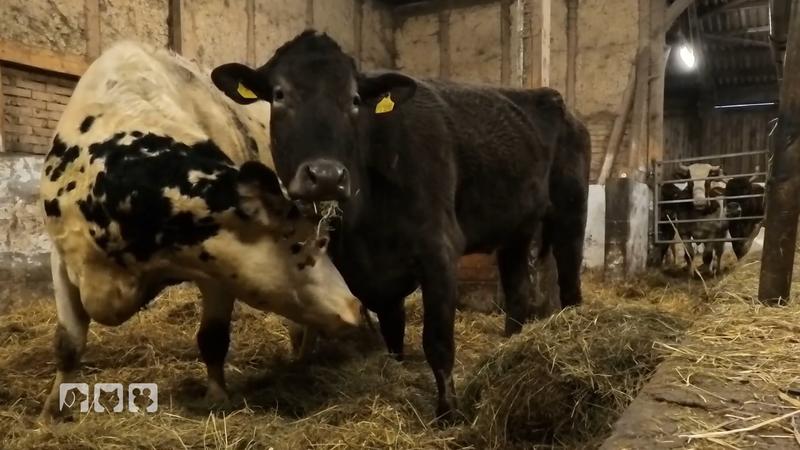 Kuh Hilde gelingt eine erneute Flucht vom Hof