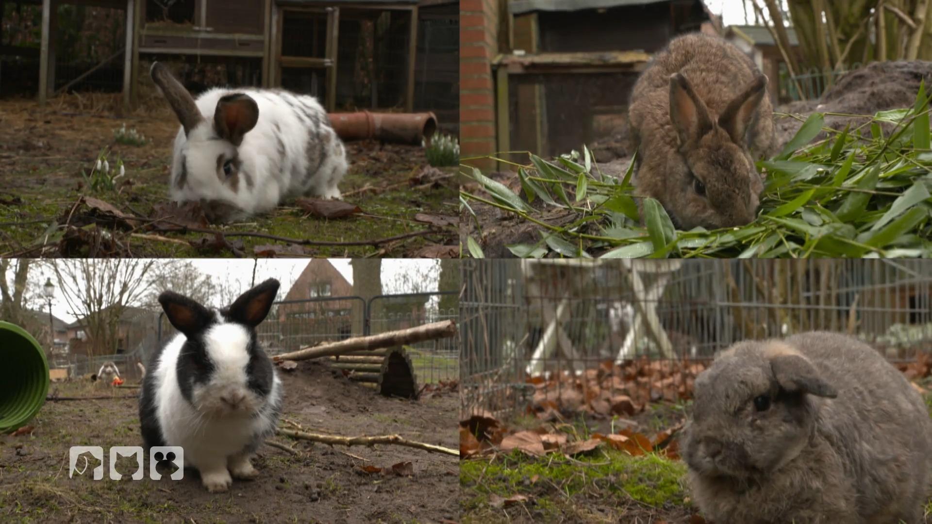 Mandy verleiht ihre Tiere