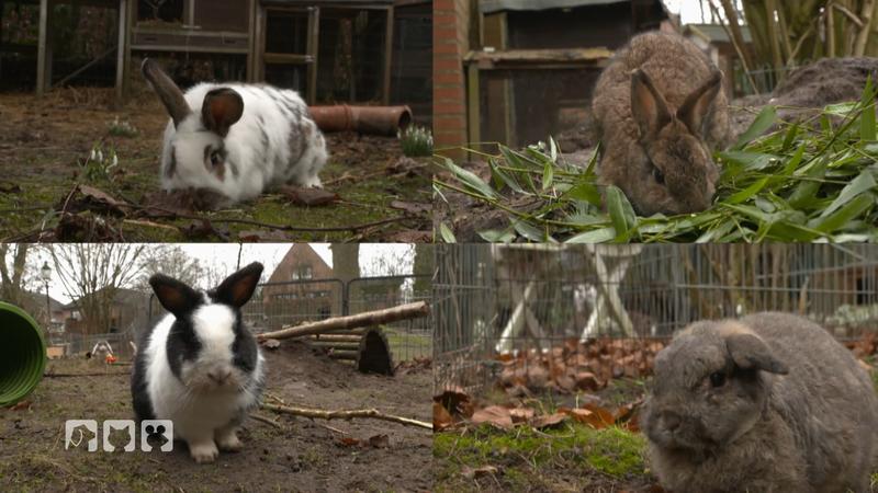 Mandy verleiht ihre Tiere