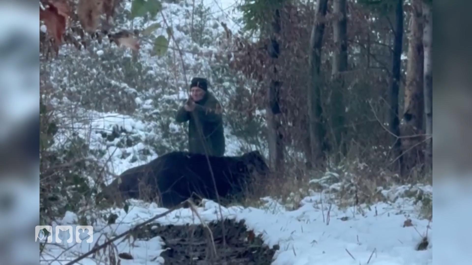 Kuh Hilde flüchtet wieder in den Wald!