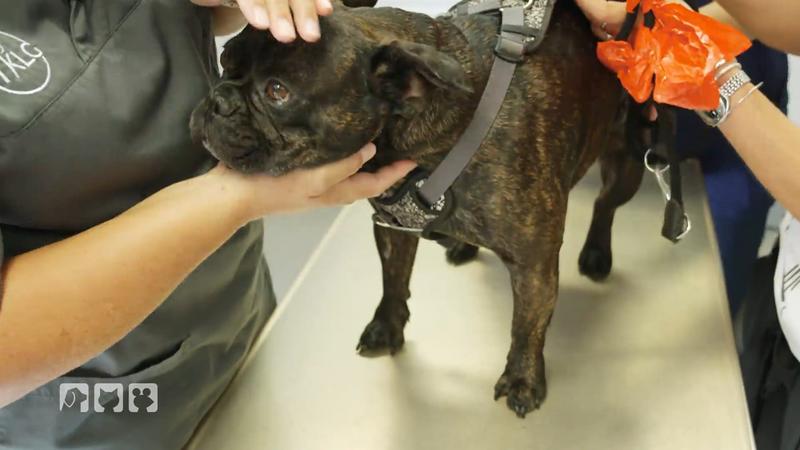 Bulldogge Zlatan in der Tierklinik Lüneburg