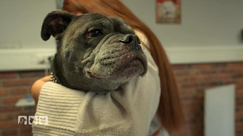 Sonja macht 3D-Gipsabdruck von Bulldog Buddy