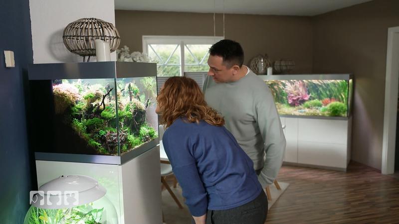 So bleibt das Aquarium schön und gesund