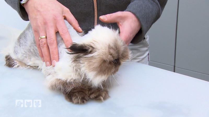 Tierärztin Maren Walther prüft den Zustand der Perserkatzen