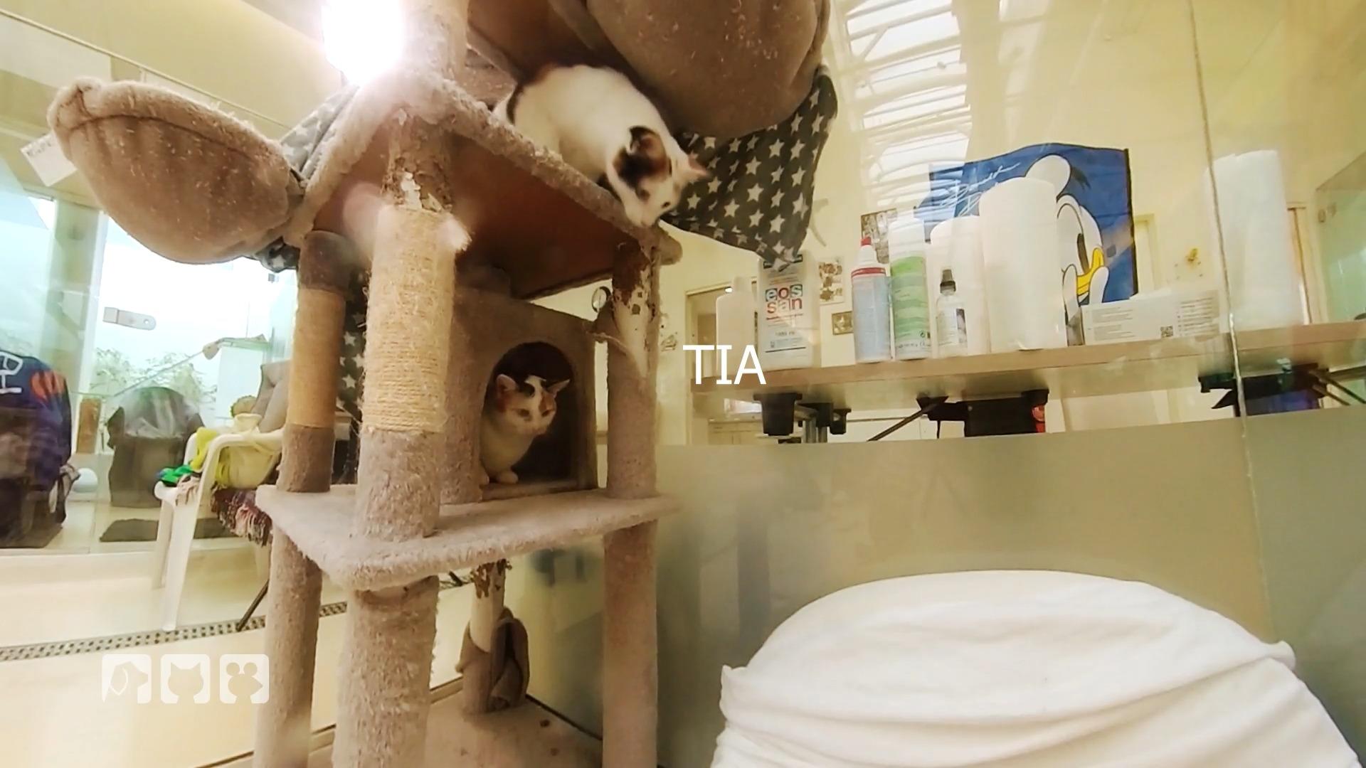 Angstkatzen im Tierheim Nürnberg