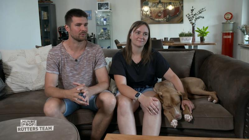 Aussiedor-Weimaraner-Mix Sanjo dreht allein völlig auf