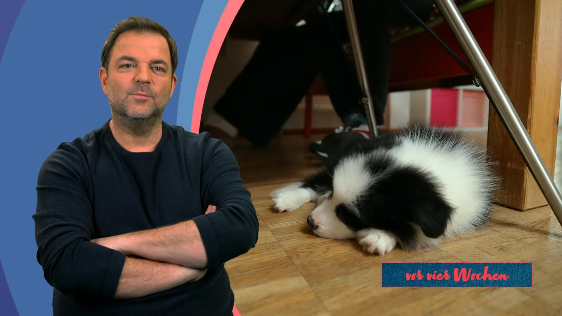 Welpe Banksy hat sich gut eingelebt