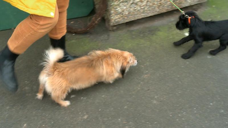Können Hilde und Jacky gut zusammenleben?