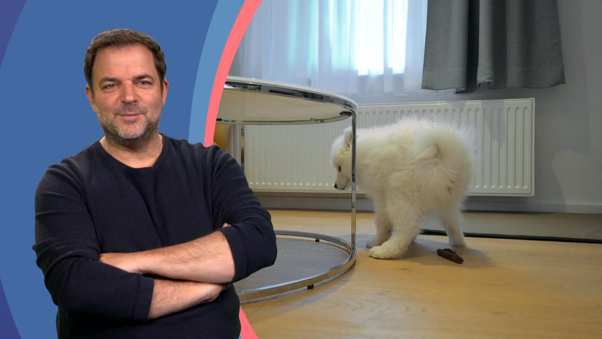 Welpe Bounty ist noch nicht stubenrein