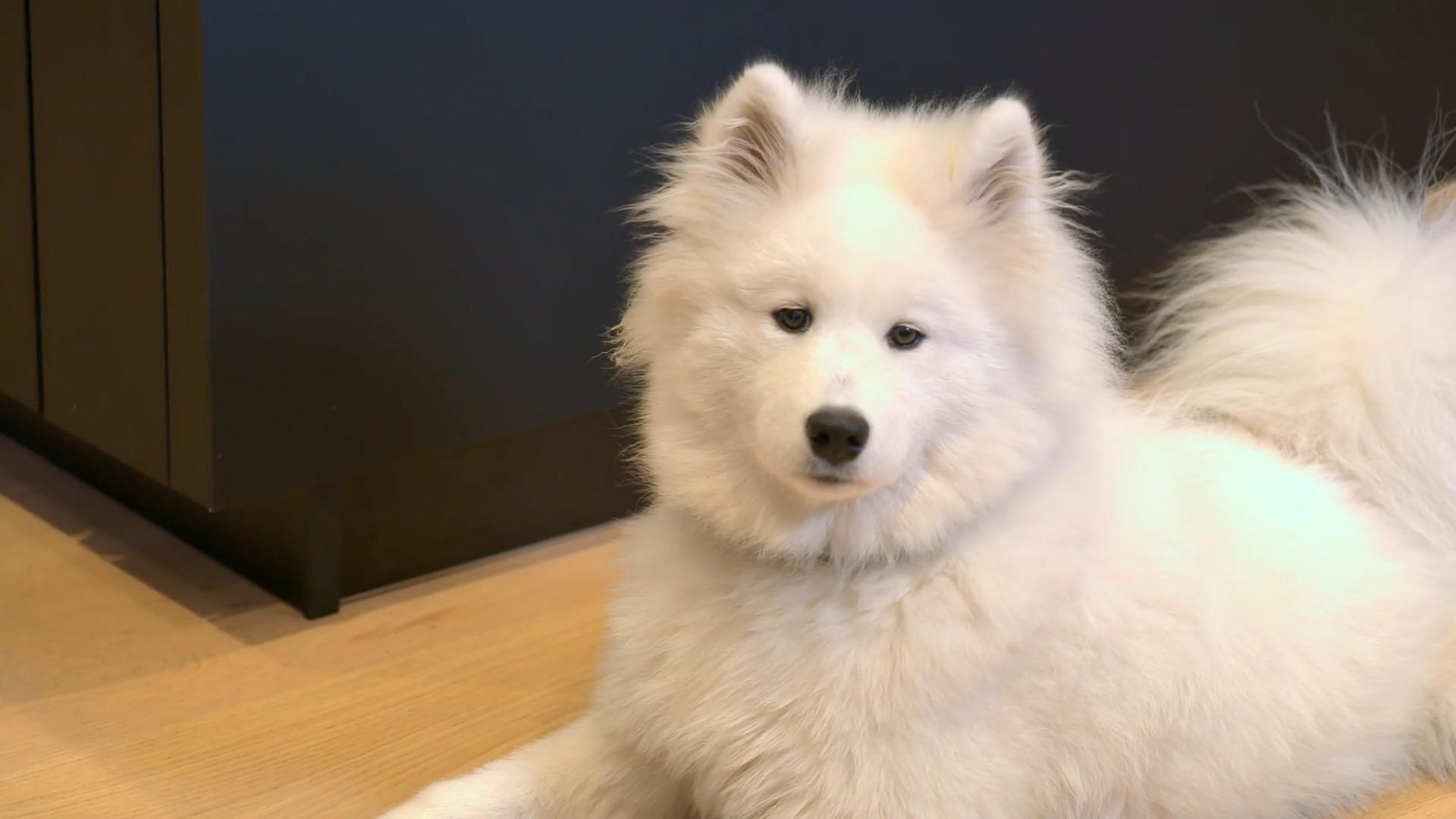 Hundetrainerin hilft bei der Urlaubsvorbereitung