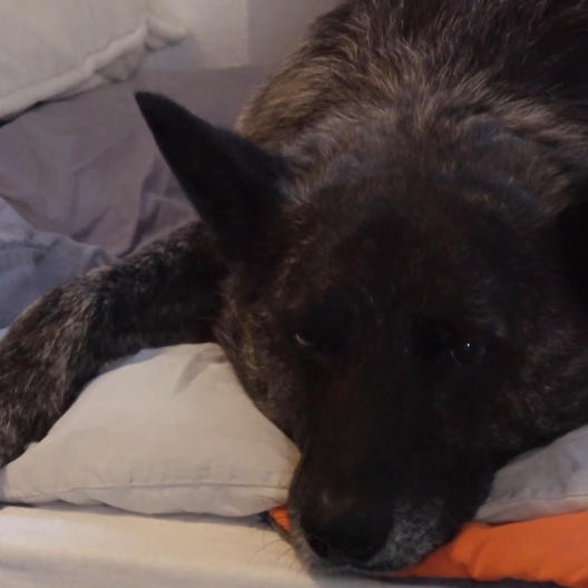 Schäferhund Kismo kann kaum noch laufen. Wird ihm eine Qrthese helfen?