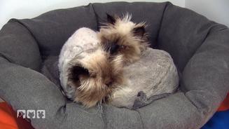 Selbst „Harte Hunde“ sind schockiert