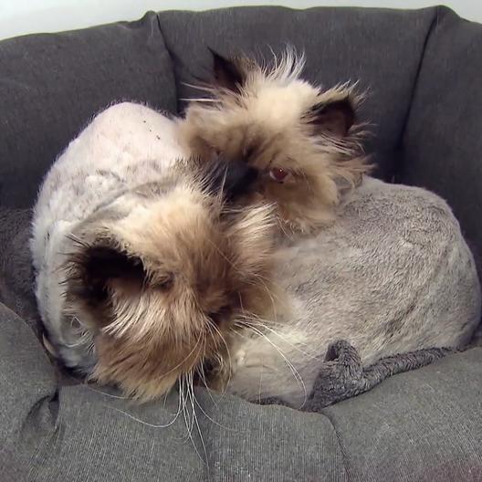 Tierheimleiterin Jennifer zeigt zwei beklemmende Katzenschicksale