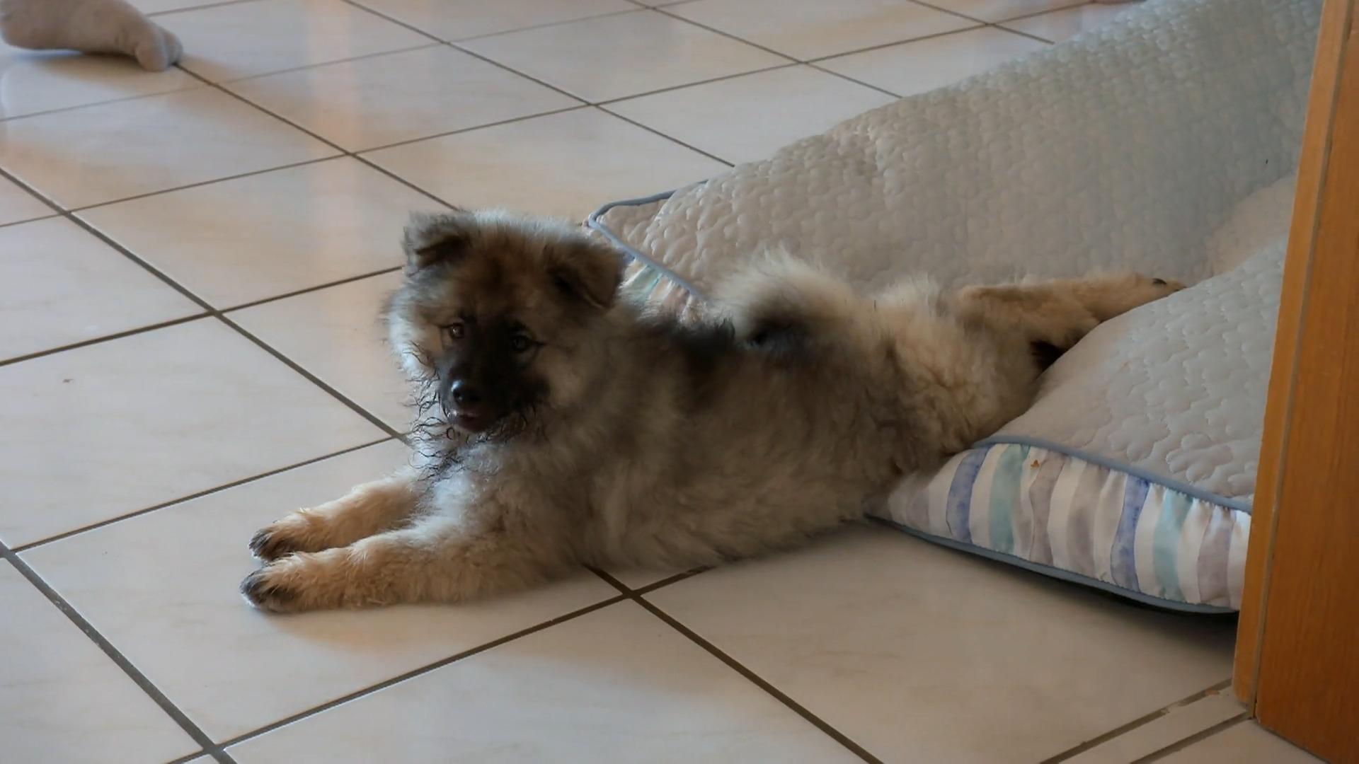 Erste Schritte für Scadi im neuen Zuhause