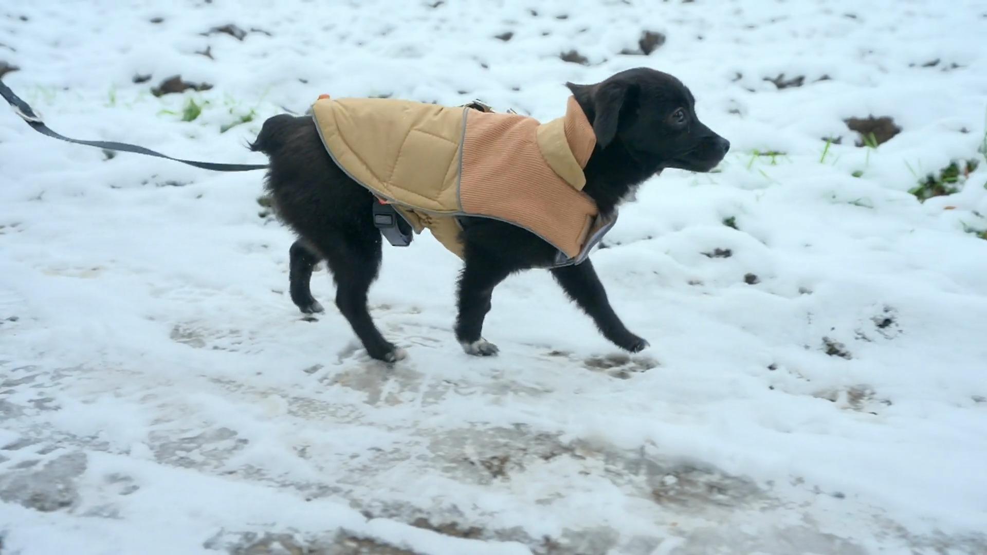 Straßenhündin Phibi lebt sich gut ein