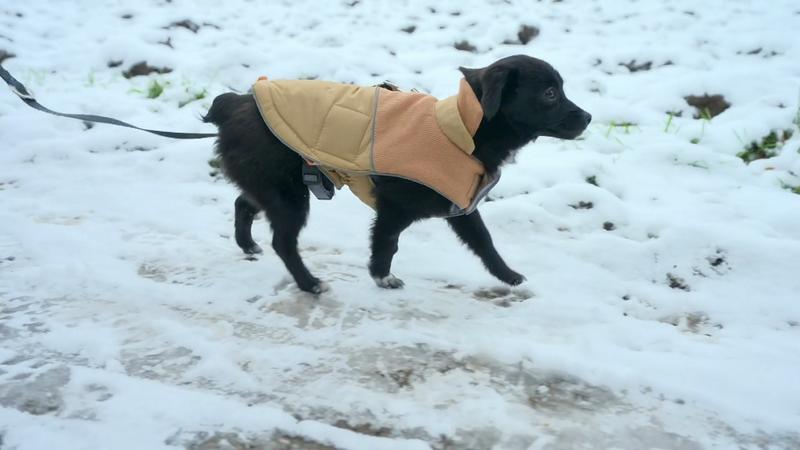 Straßenhündin Phibi lebt sich gut ein