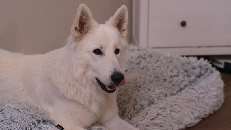 Hundekumpel für Bakuma geplant