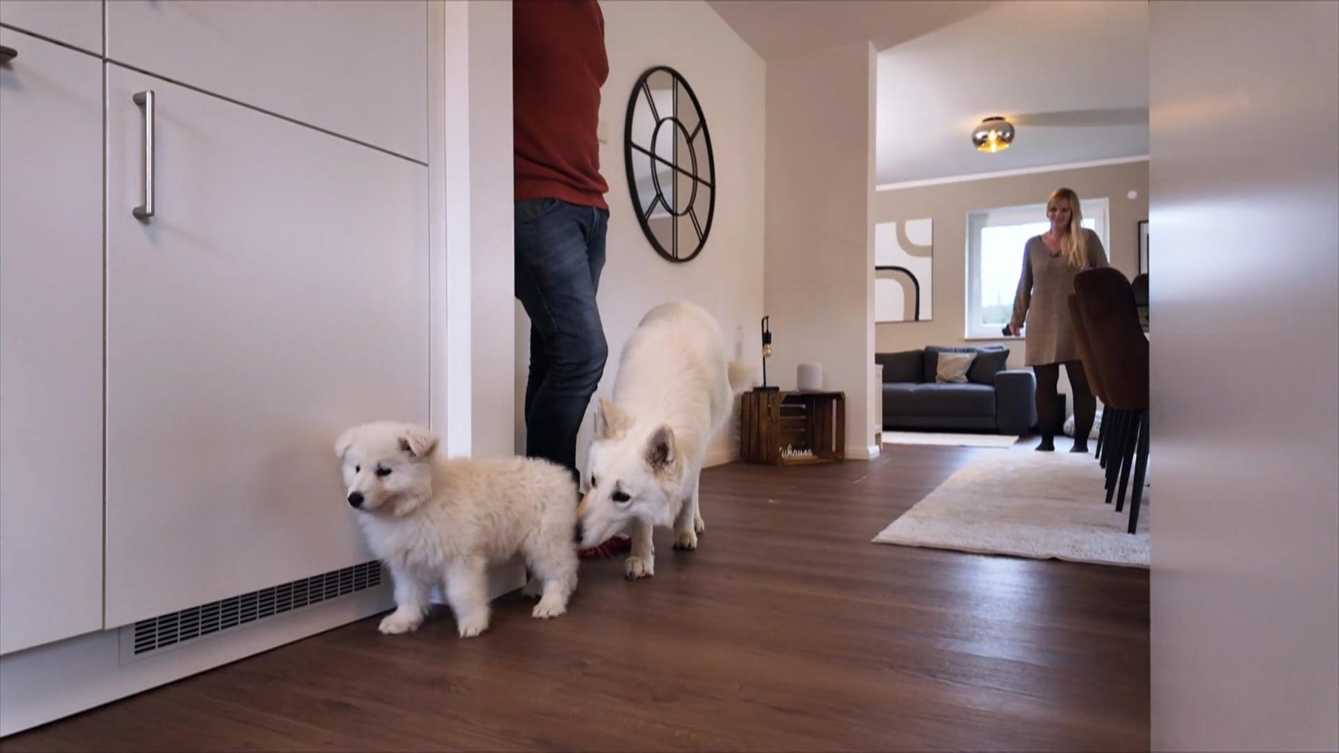 Welpe Dutch lernt Bakuma kennen