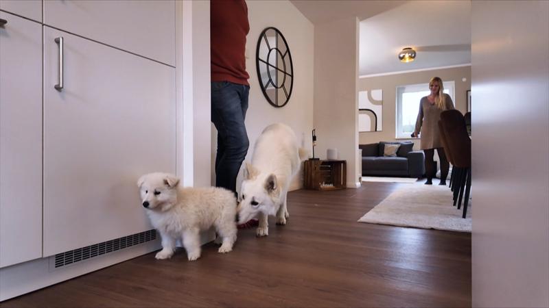 Welpe Dutch lernt Bakuma kennen