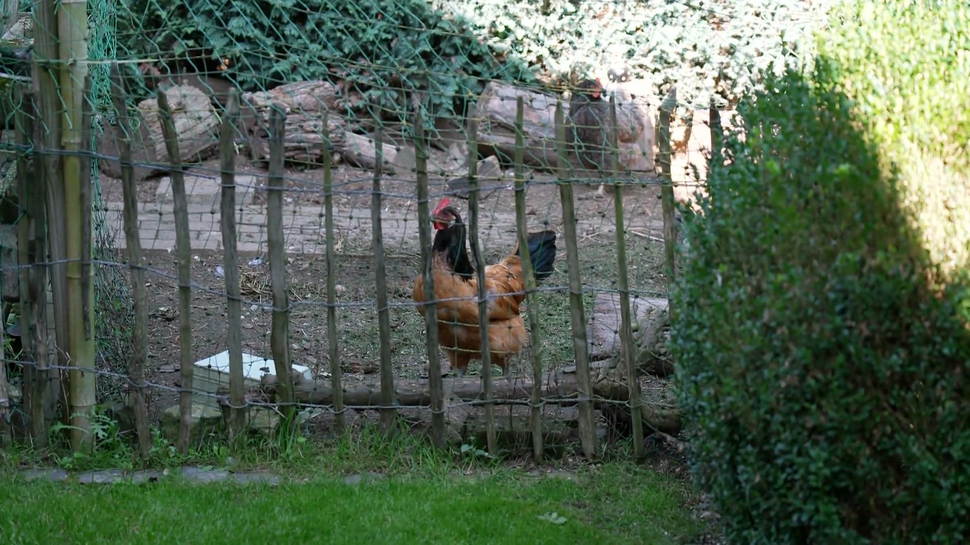 Balou trifft auf die Hühner im neuen Zuhause