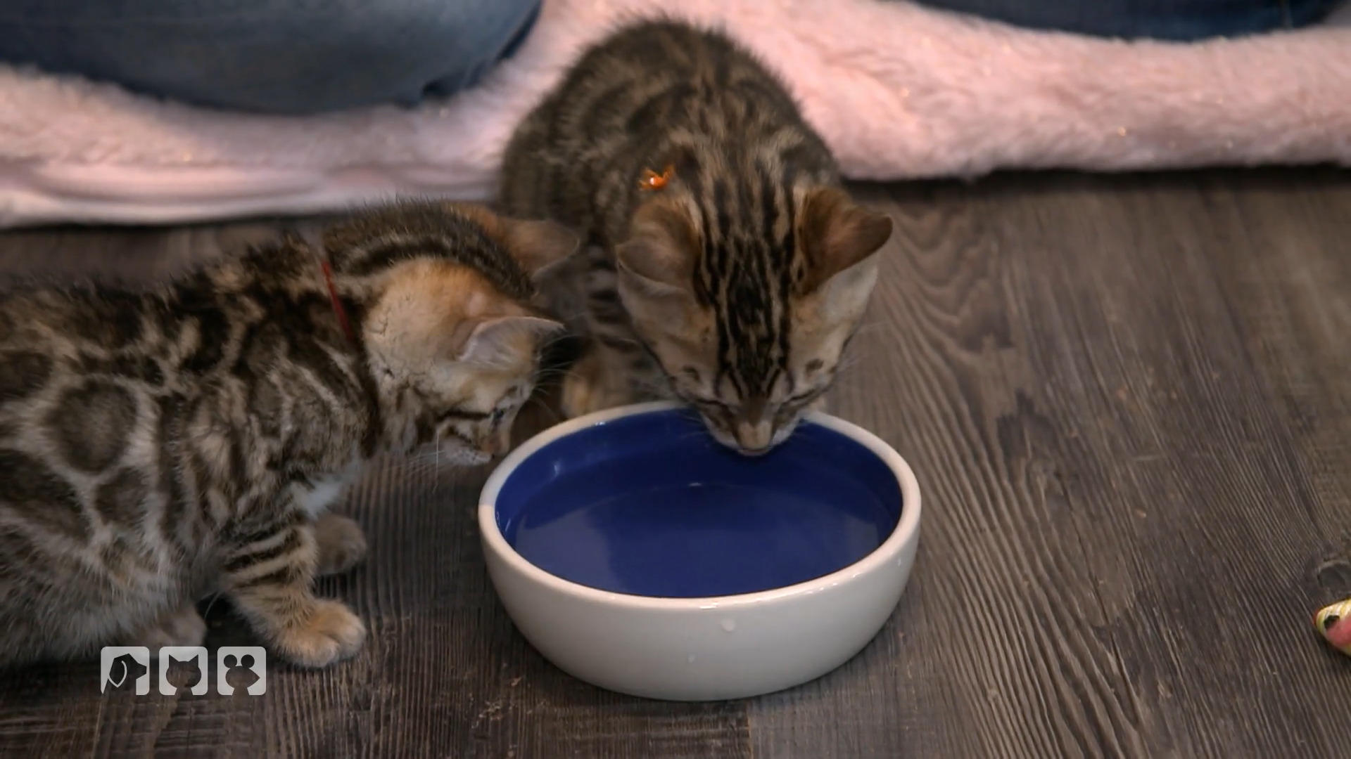 Wie Katzen mehr Wasser trinken