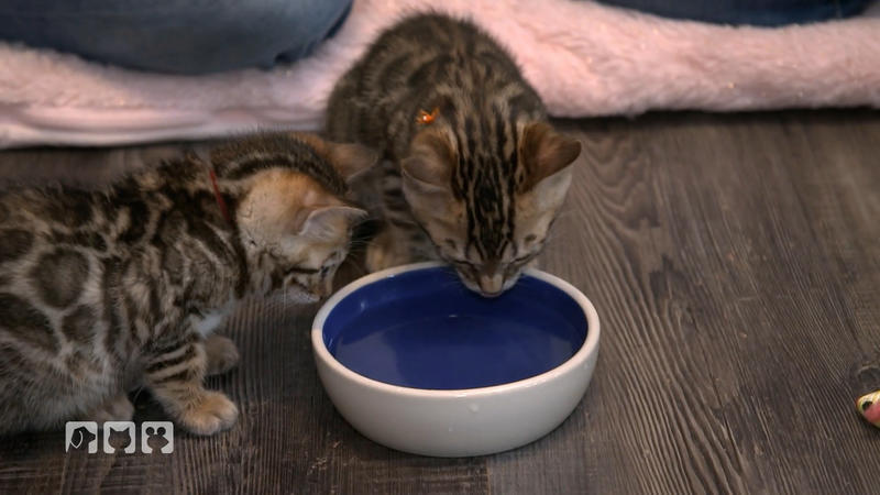 Wie Katzen mehr Wasser trinken