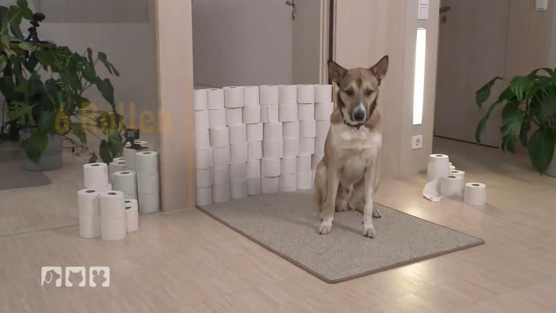 Drei Hunde spielen: Klorollen-Hochsprung